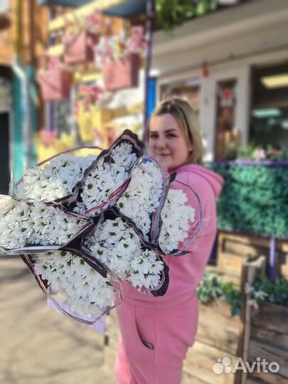 Хризантема ромашка