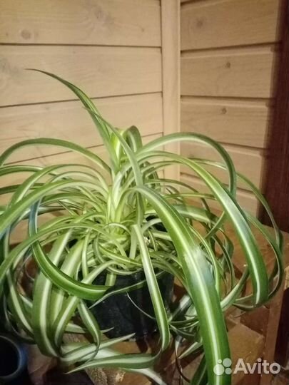 Комнатные цветы