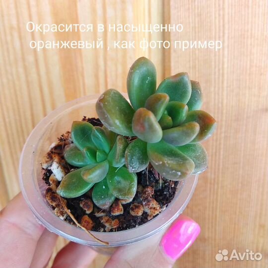 Суккуленты редкие пухляши и не только