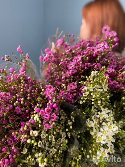 Шамелациум оптом