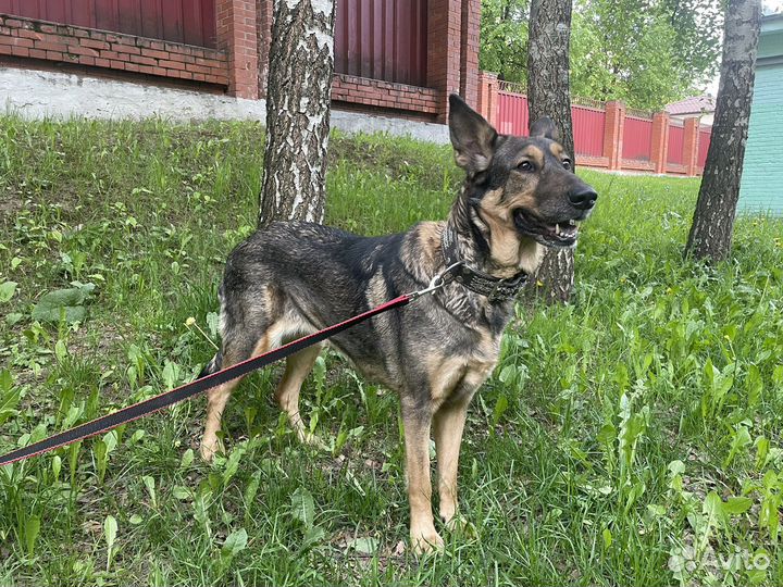 Собака в добрые руки бесплатно