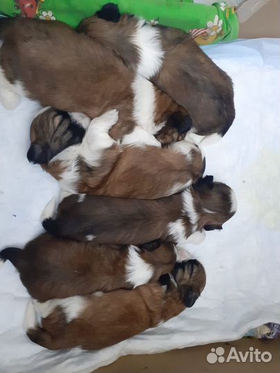 Щенки ши-тцу