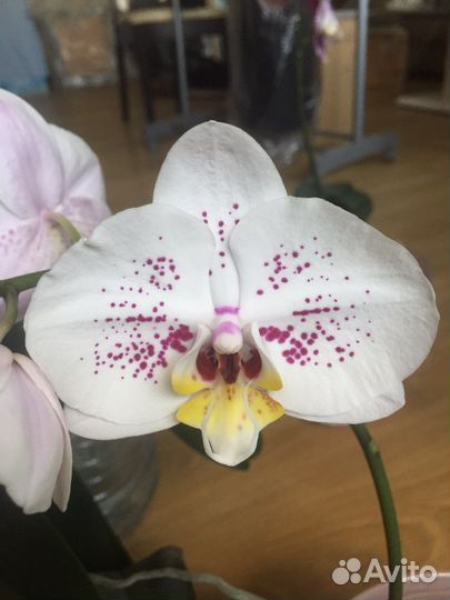 Орхидея фаленопсис