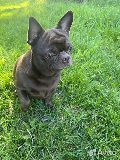 Вязка чихуахуа кабель для здоровья бесплатно