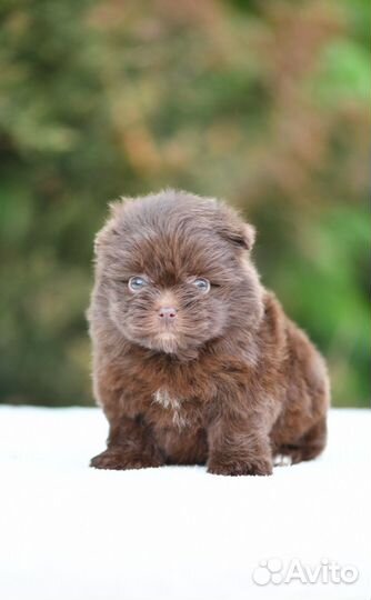 Шпиц-терьер шоколадный