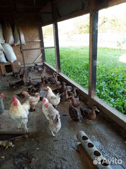 Утки подсадные для охоты