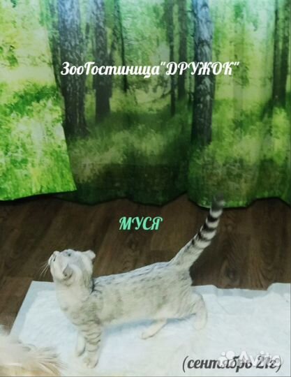 Квартирная Передержка- зоогостиница