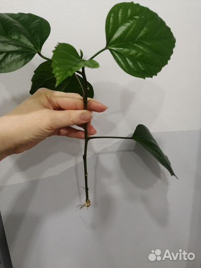 Гибискус китайская роза