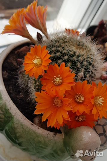 Кактус цветущий карликовый