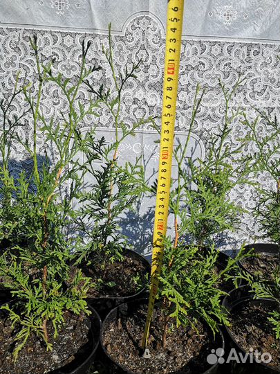 Туя западная Брабант Хвойные растения