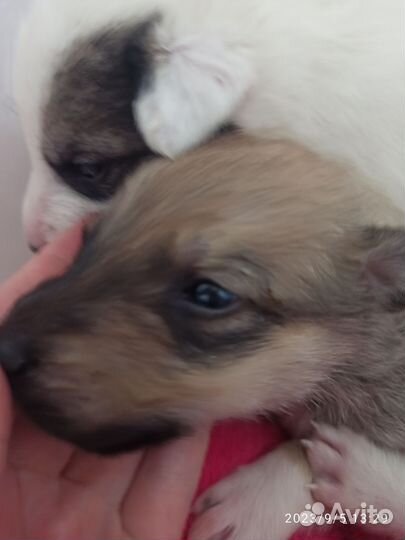 Собаки бесплатно в добрые руки щенки