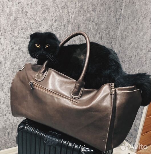 Шотландский кот вязка