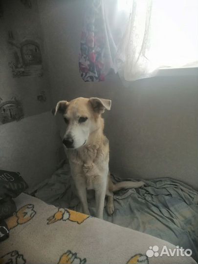 Отдам собаку в добрые руки