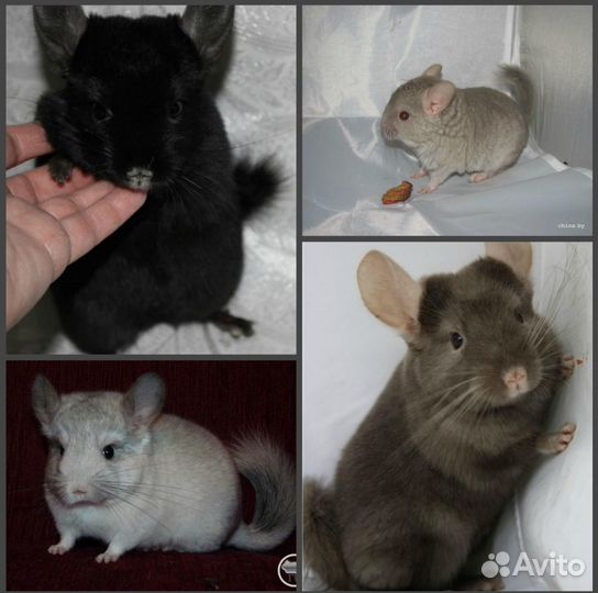 Продам Шиншилл