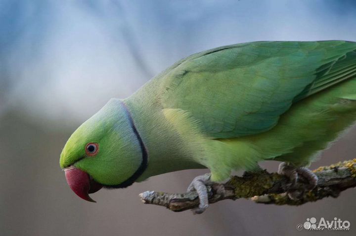 Ожереловый попугай