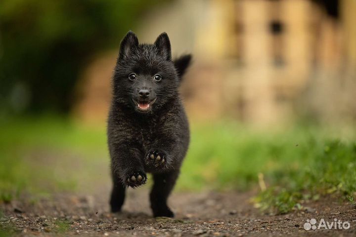 Шипперке(схипперке)