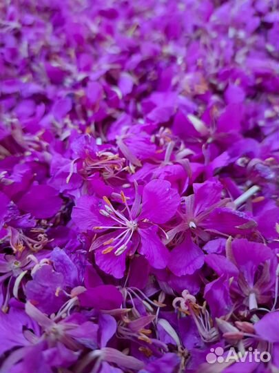 Иван чай, 70 гр