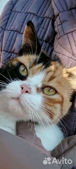 Пеструшку вывезли из Михайловска-ищу новых