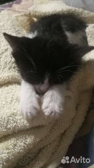 Котенок мальчик бесплатно
