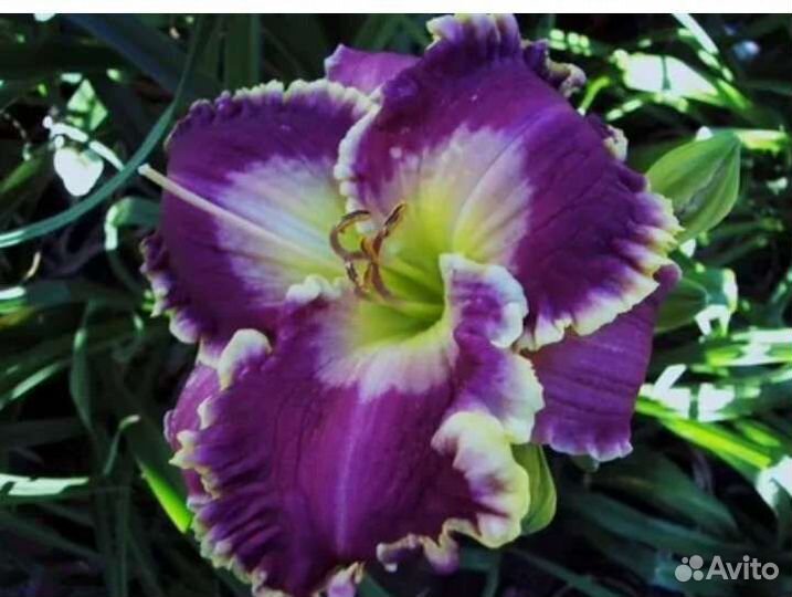 Лилейники сортовые в Кемерово только почтой