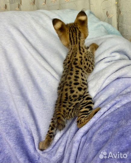 SavannahF1/саваннаф1