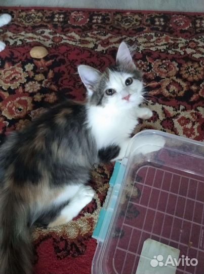 Девочка 5 мес в добрые руки