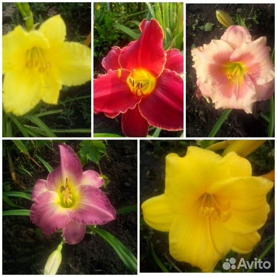 Хосты, лилейник, лилии