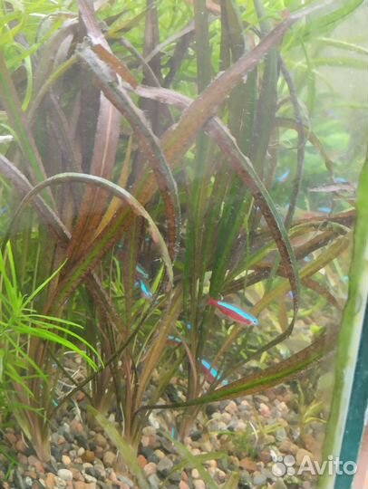 Аквариумное растение