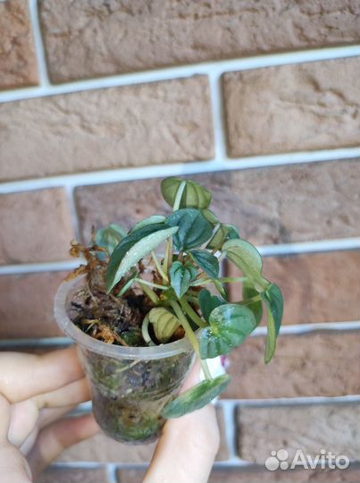 Пеперомия наполи найт