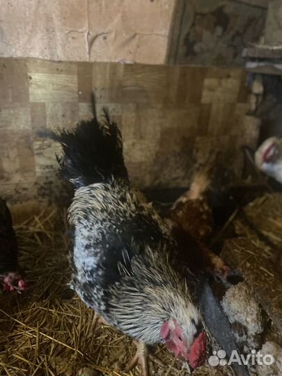 Петухи от курицы доминанта
