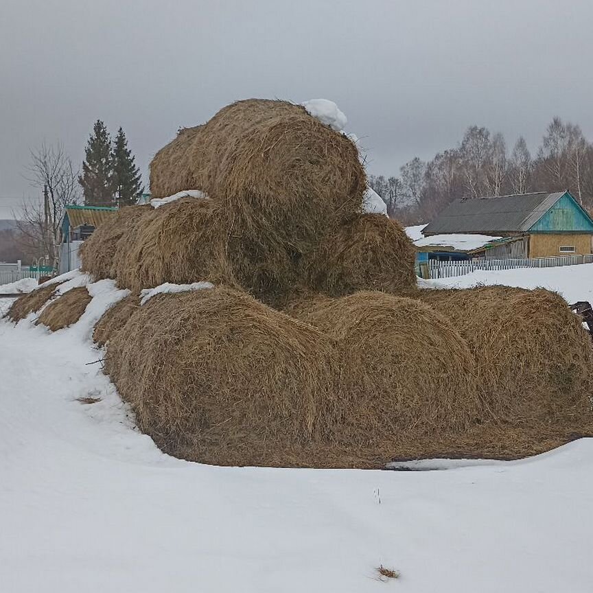 Продам сено в рулонах