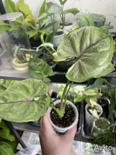 Сингониумы сортовые