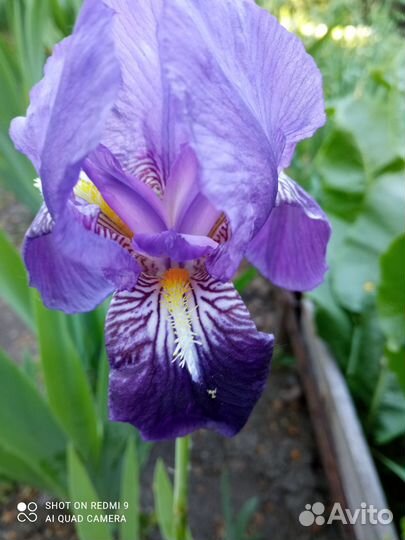 Корни ирисов карликовых