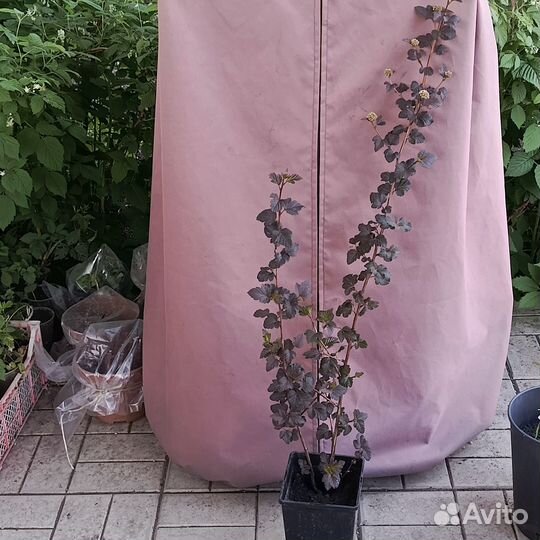 Пузыреплодник Диабло