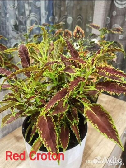 Черенки Колеуса