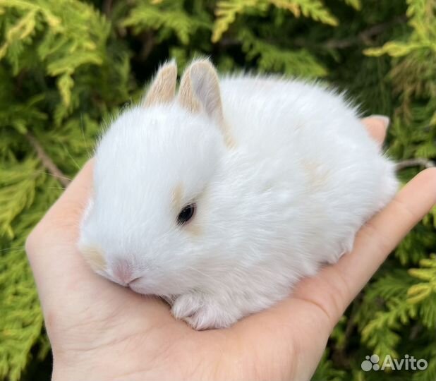 Карликовые декоративные крольчата, супер мини