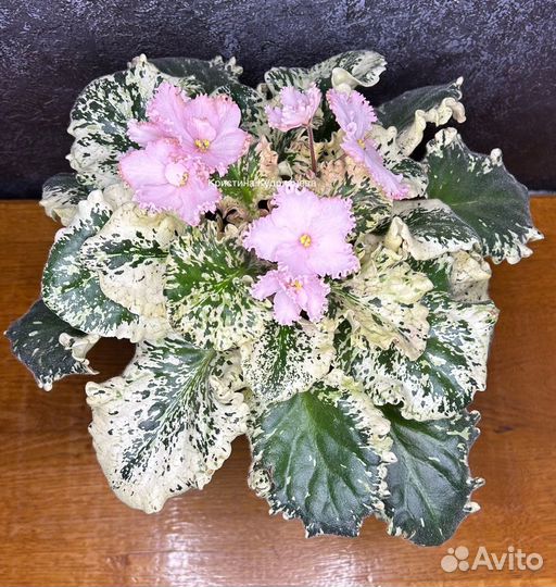 Сортовые фиалки детки