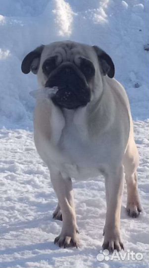 Щенки мопса