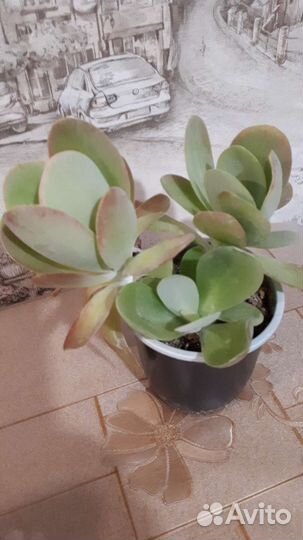 Толстянка Хоббит, каланхоэ Тирсифлора