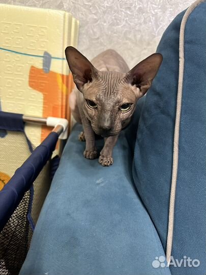 Донской сфинкс