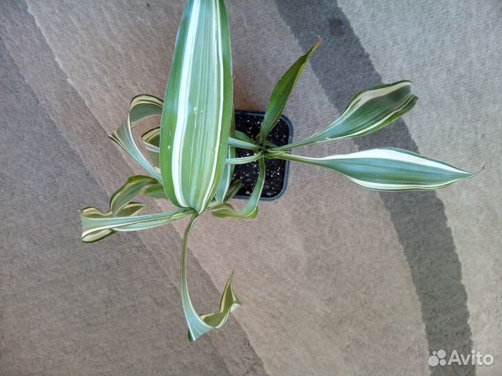 Драцена Сандериана Виктори,sanderiana 