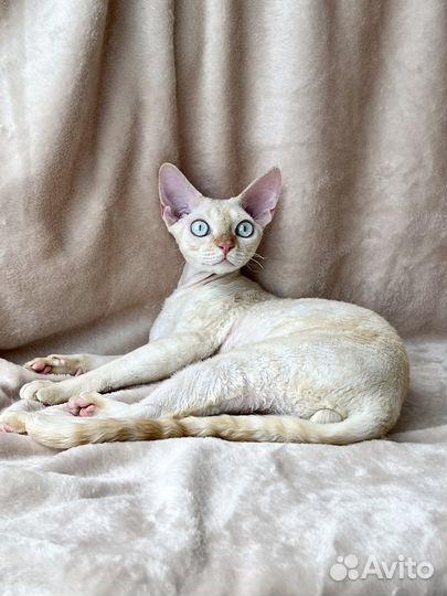 Девон-рекс клубный котёнок от Чемпиона породы