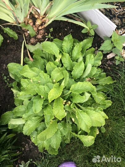 Многолетники для сада цветы