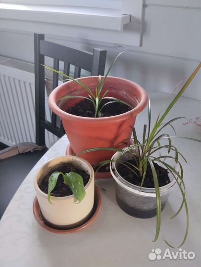 2 драцены и 1 диффенбахия