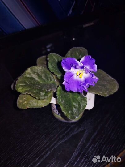 Взрослые фиалки и цветущие