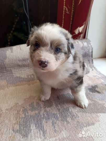 Австралийская овчарка аусси