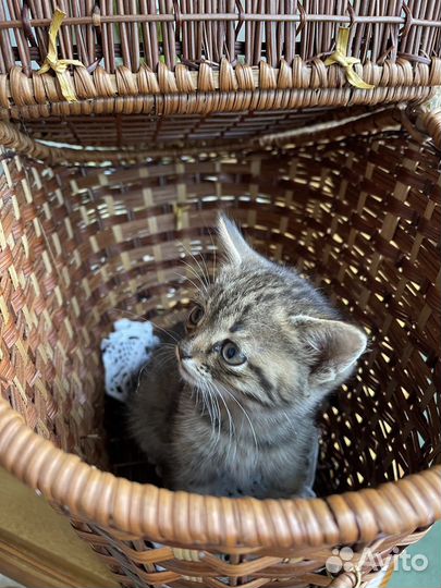 Кошка Камышка