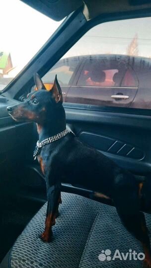 Цвергпинчер вязка