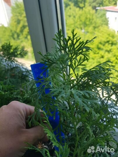 Туя смарагд