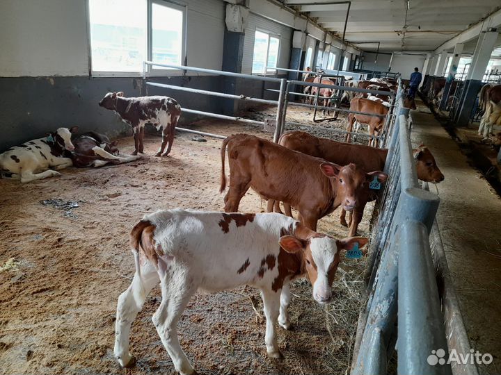 Бычки телята